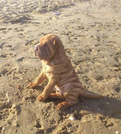 este es Baloo, recien bañadito en la playa